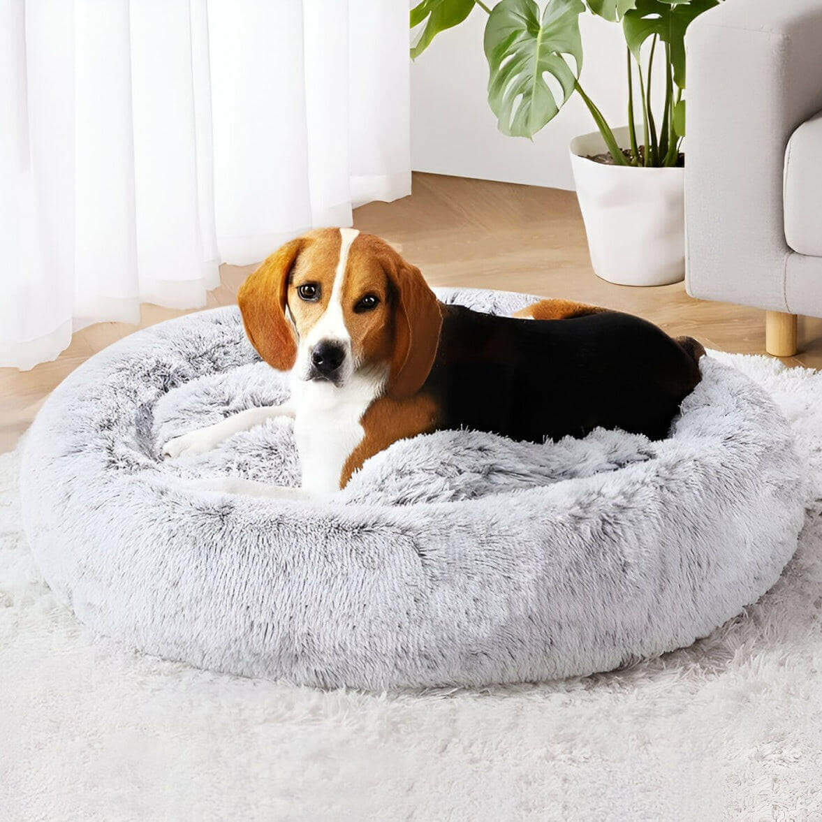 Beagle dog relaxing in a fluffy calming pet bed, showcasing comfort and security in a cozy home setting.